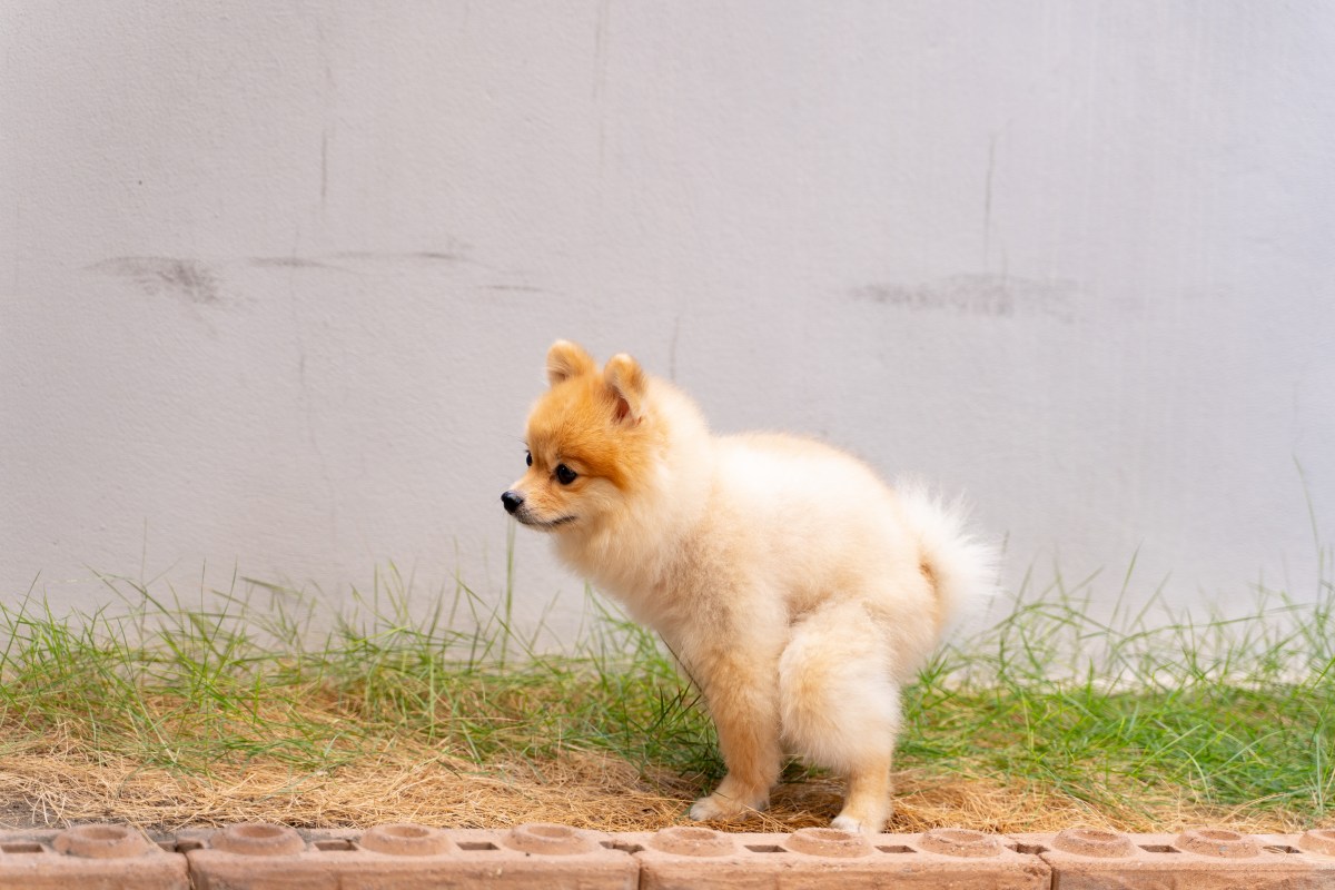 Hund geht auf Hundeklo im Garten