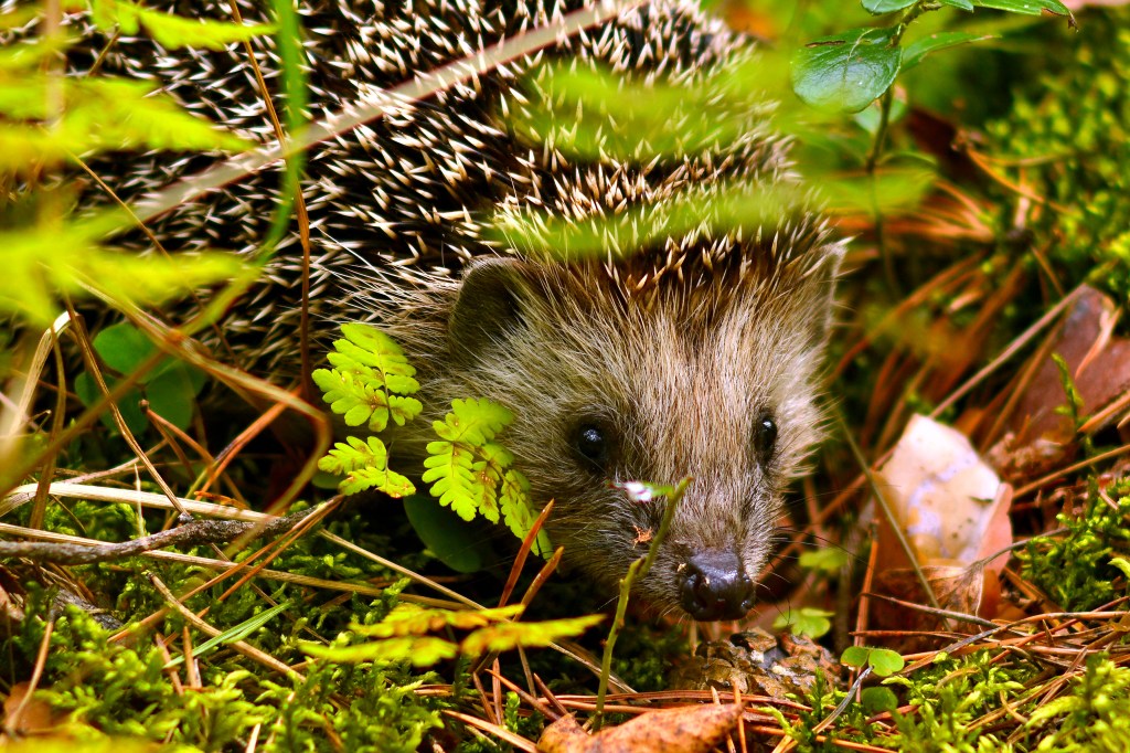 Igel im Garten