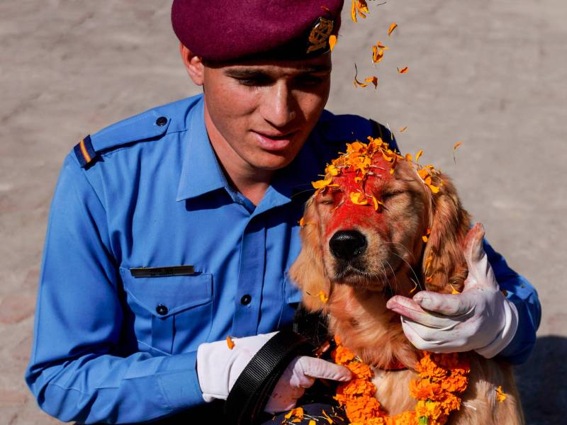 Kukur Tihar (Tag 2): Der Hund wird verehrt und geehrt, indem man ihm Blumenkränze um den Hals legt und ihn mit roter Farbe bemalt