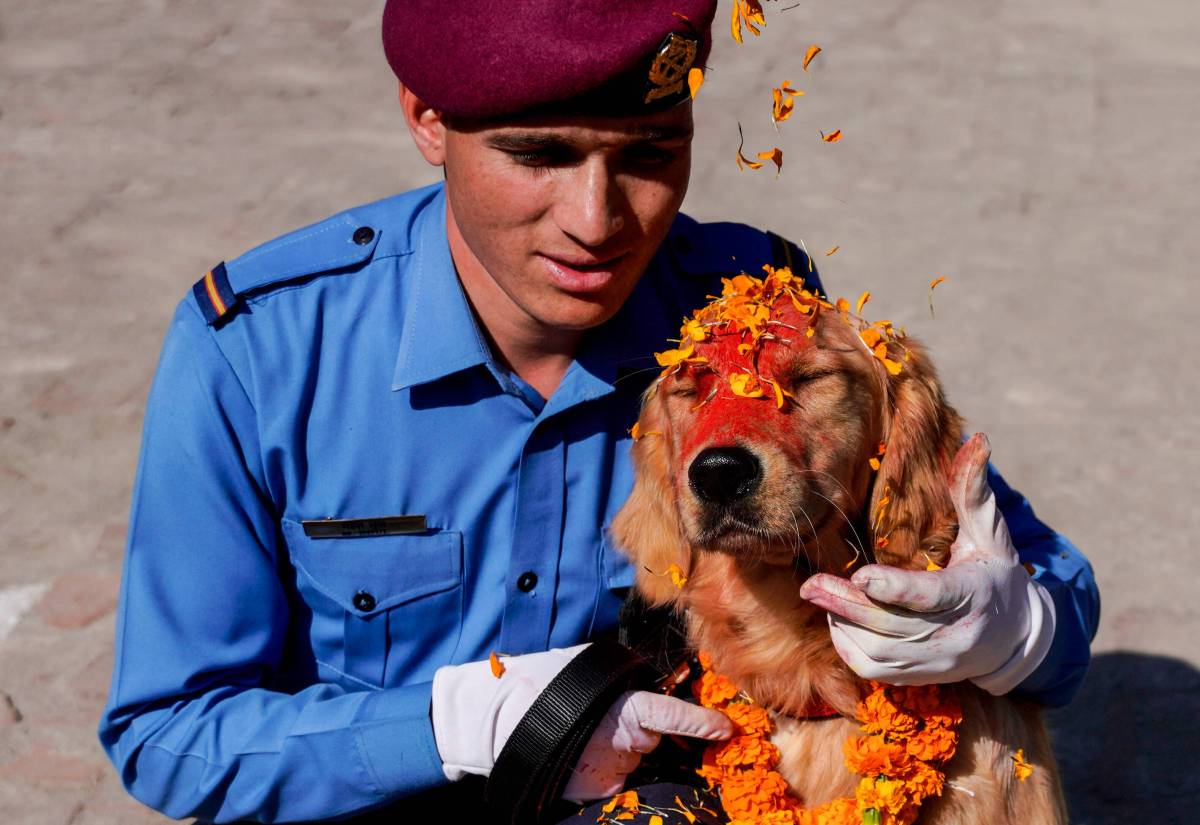 Kukur Tihar (Tag 2): Der Hund wird verehrt und geehrt, indem man ihm Blumenkränze um den Hals legt und ihn mit roter Farbe bemalt