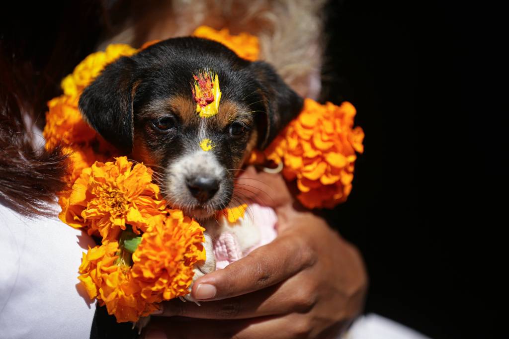 Kukur Tihar (Tag 2): Der Hund wird verehrt und geehrt, indem man ihm Blumenkränze um den Hals legt und ihn mit roter Farbe bemalt