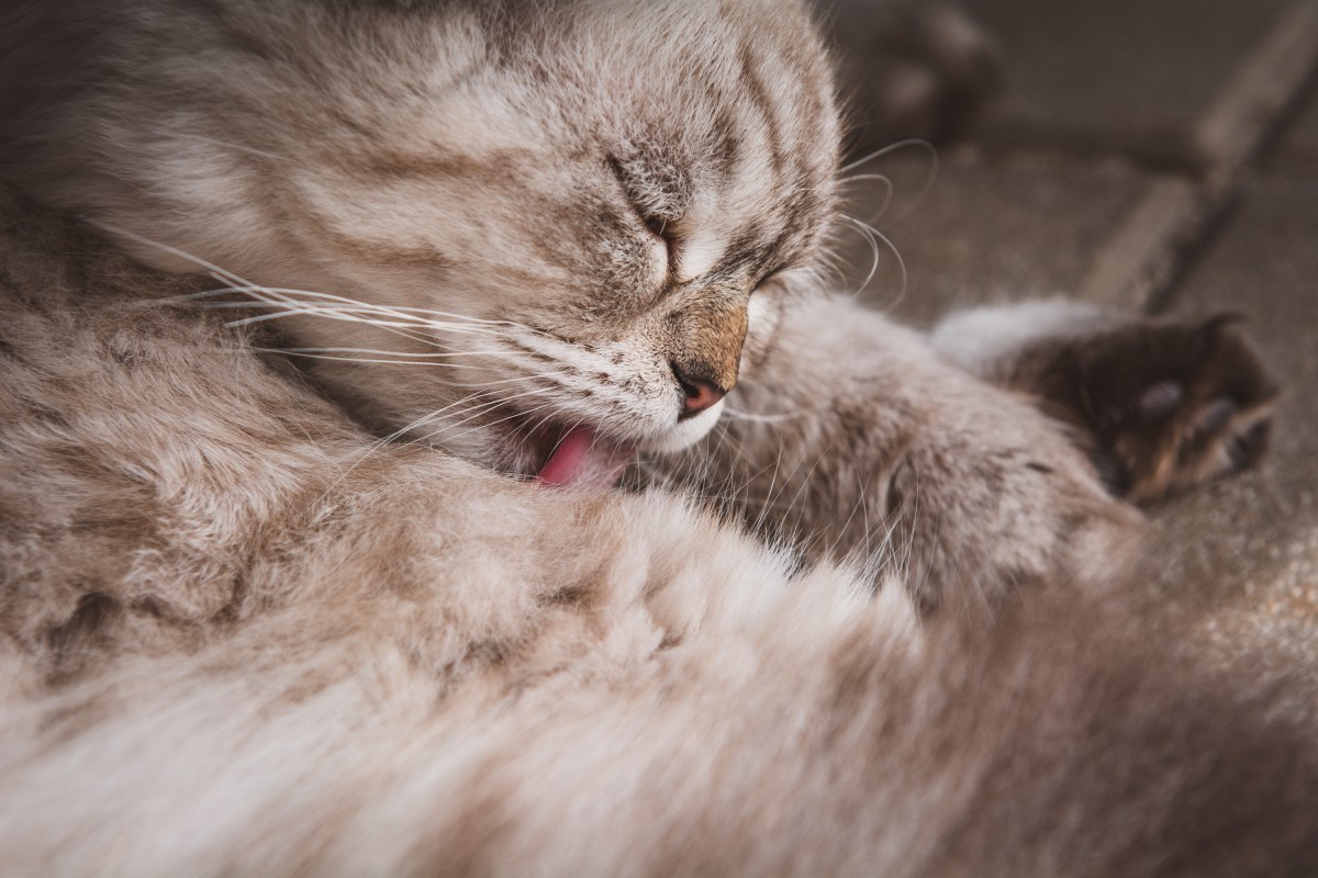 Katze frisst Haare beim Putzen des Fells