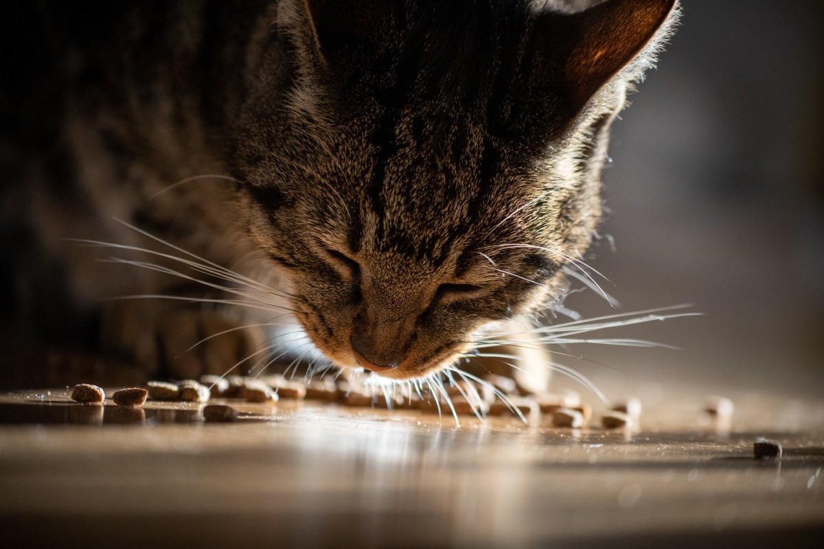 Katze frisst Trockenfutter vom Boden