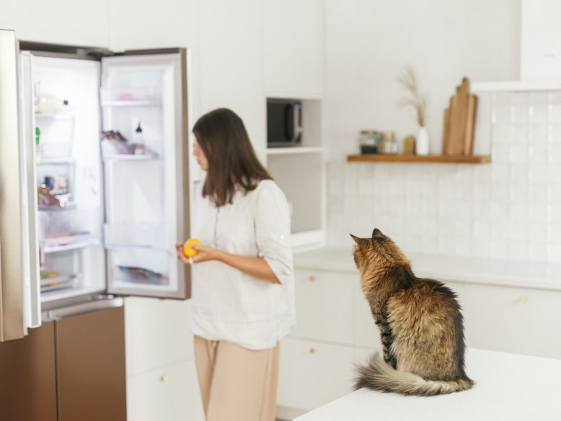 Katze Kühlschrank