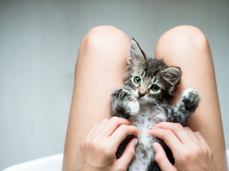 Katze liegt auf dem Schoß einer Frau