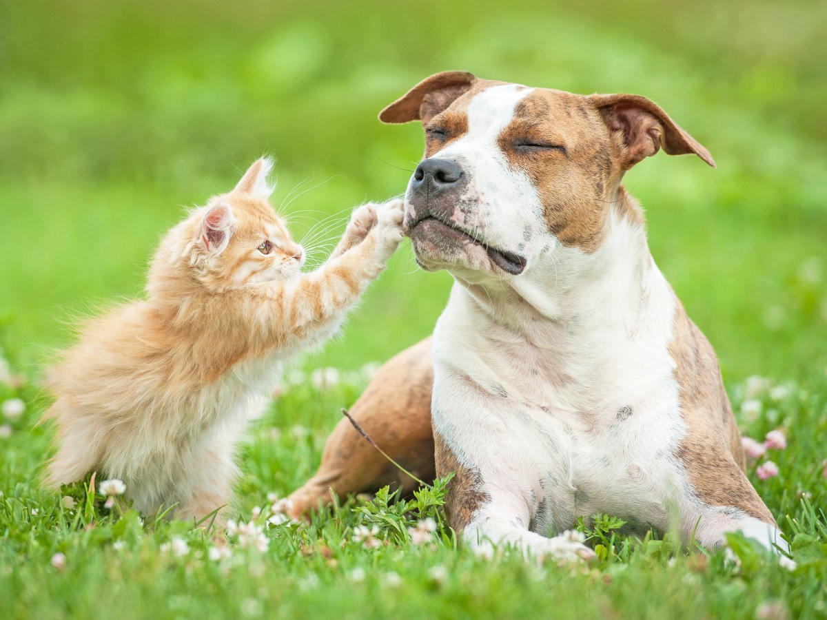 Katze und Hund liegen auf einer Wiese