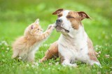 Katze und Hund liegen auf einer Wiese