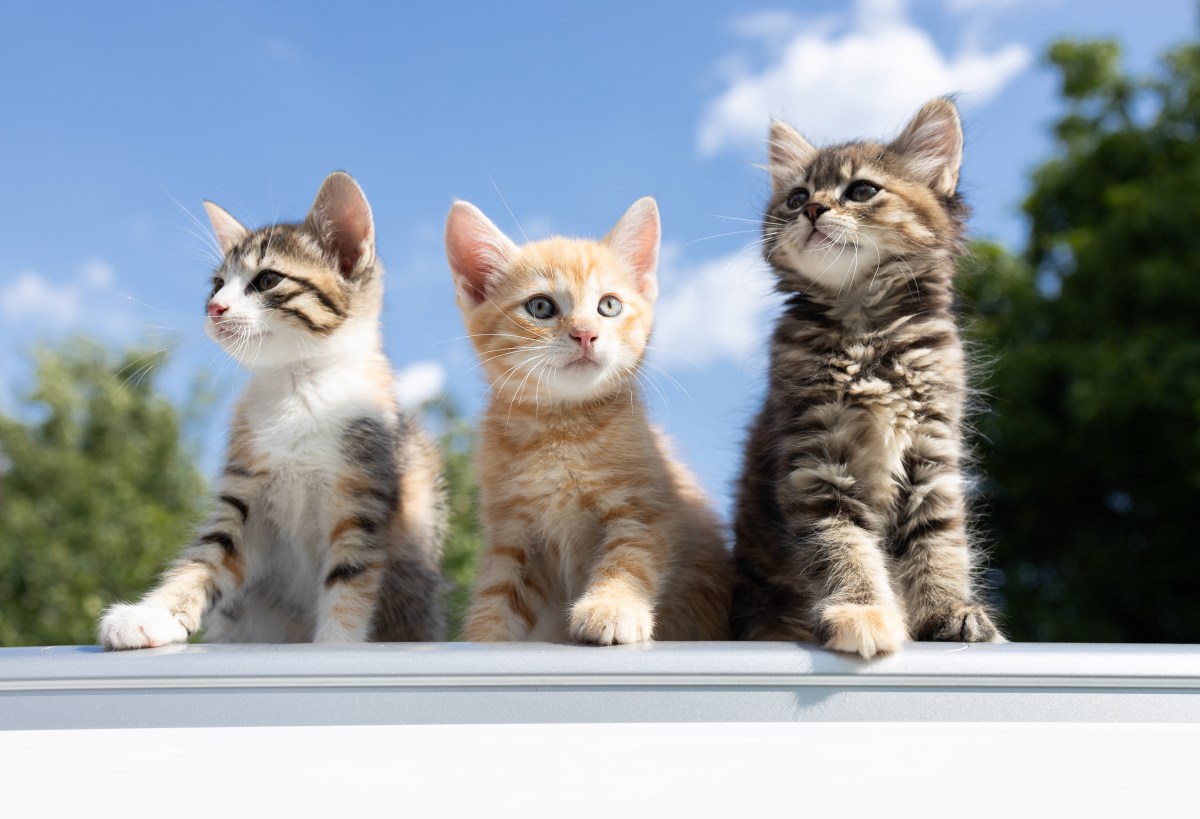 Katzen sitzen auf einer Mauer und kommunizieren untereinander