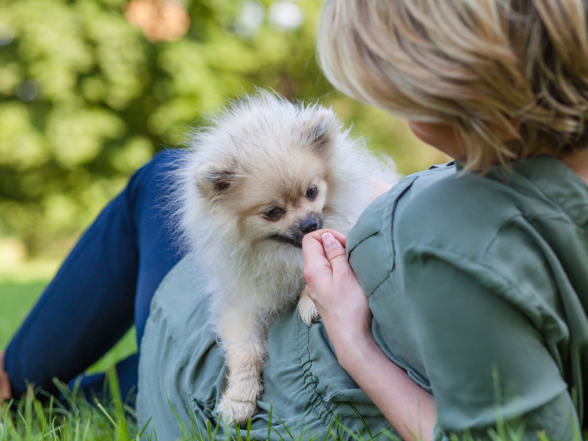 Hund schnüffelt und leckt dich ab – so verhalten sich Hunde, wenn sie Krebs riechen