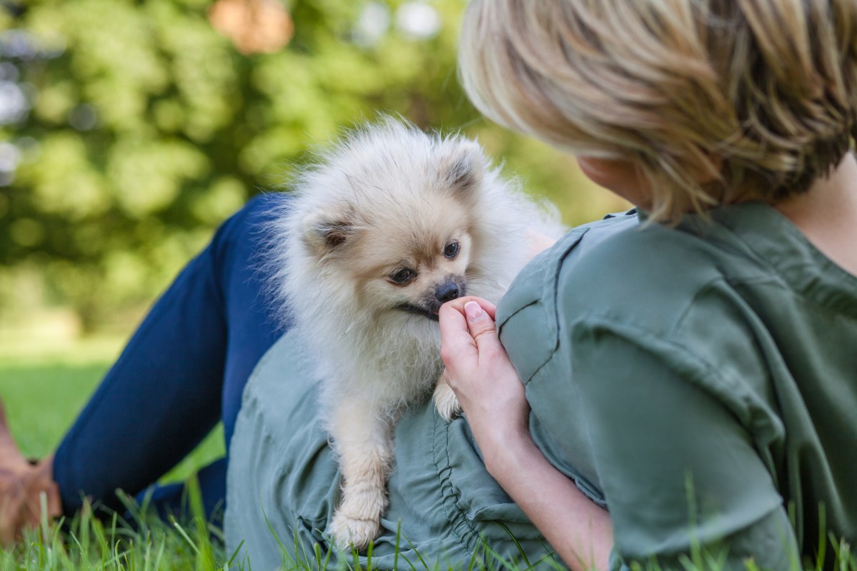 Hund riecht an Hand von Frau