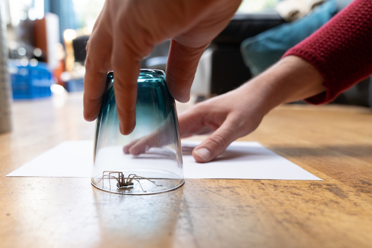 spinne unter dem glas