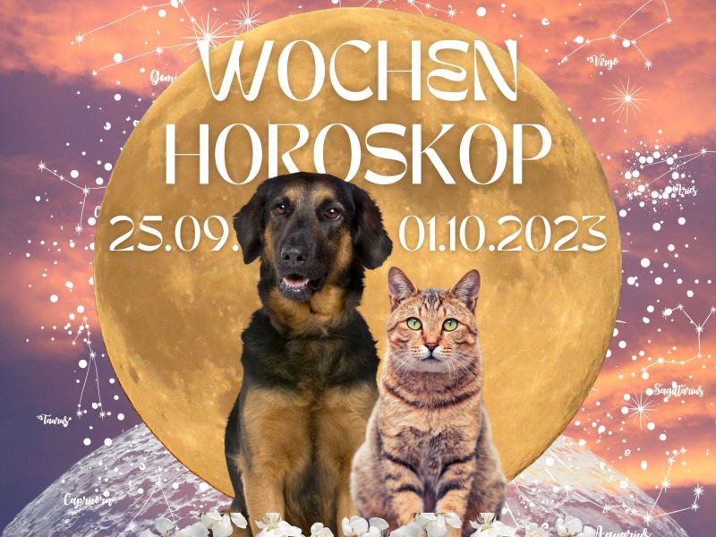 Collage Wochenhoroskop Haustiere September