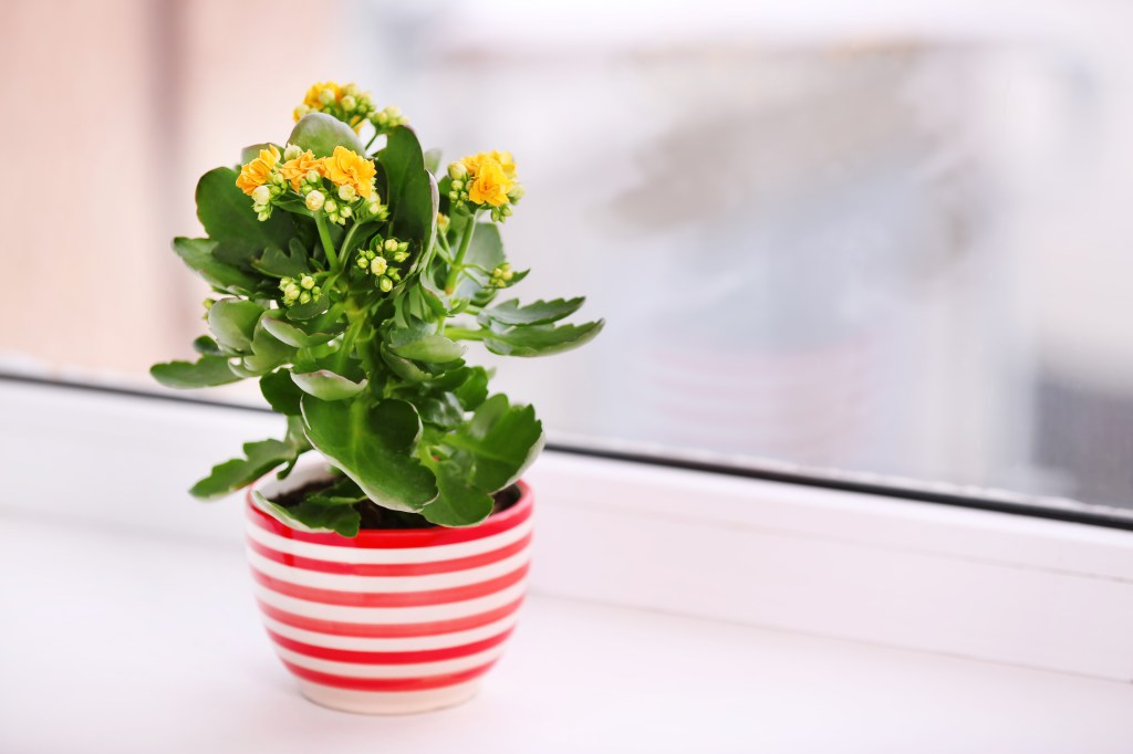 Hübsches Mitbringsel: Auch die Kalanchoe kann krankmachen