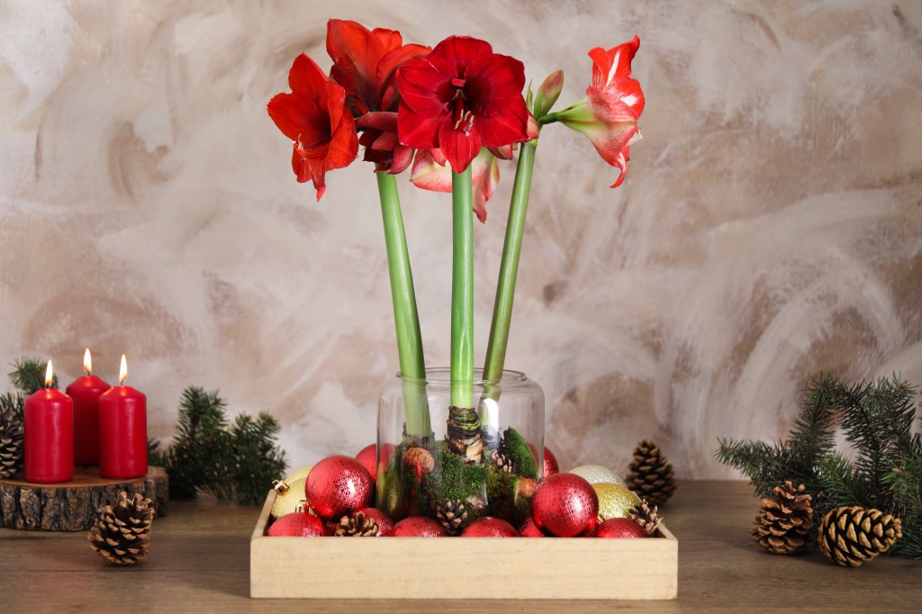 Amaryllis: Es weihnachtet sehr! Vorsicht vor dieser giftigen Pflanze