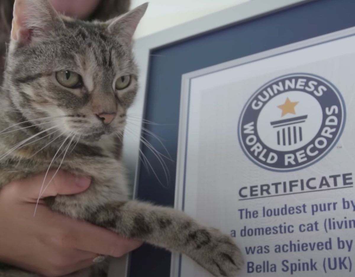 Lautestes Katzenschnurren Urkunde Bella