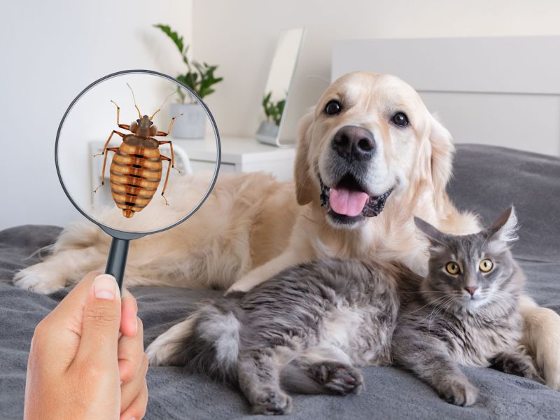 Bettwanze im Bett mit Haustier