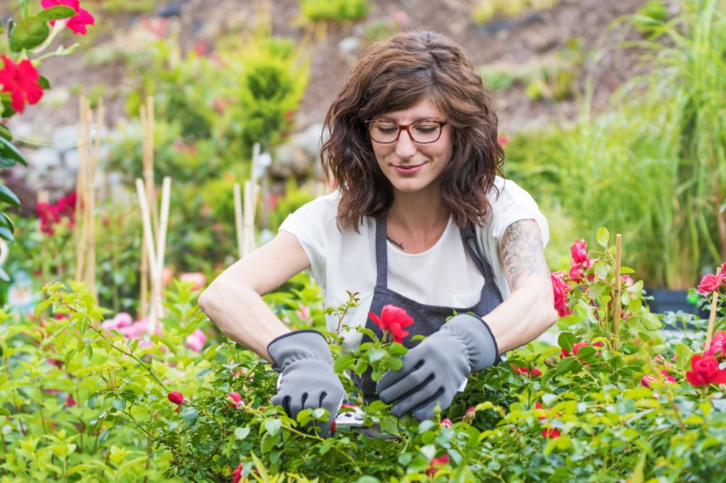 Frau beim Rosenschnitt im Herbst