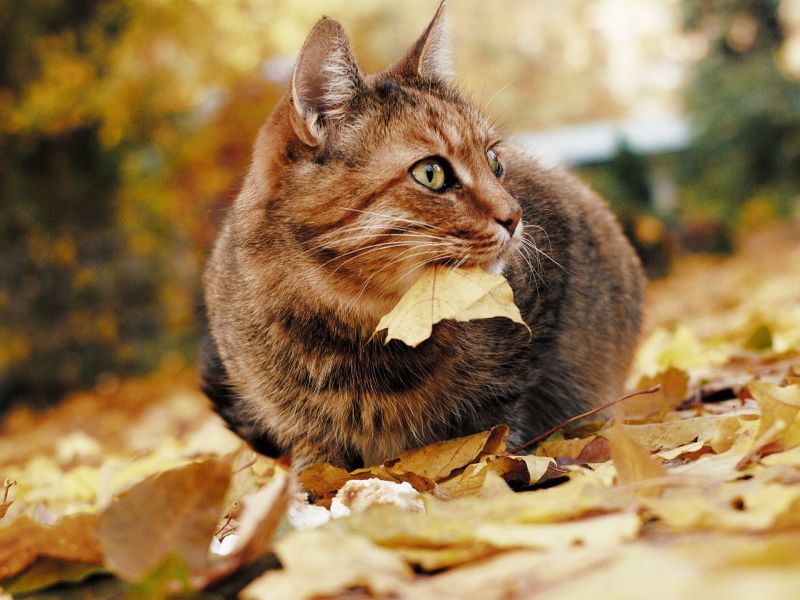 Fressen Katzen im Herbst mehr Katze mit Blatt im Mund