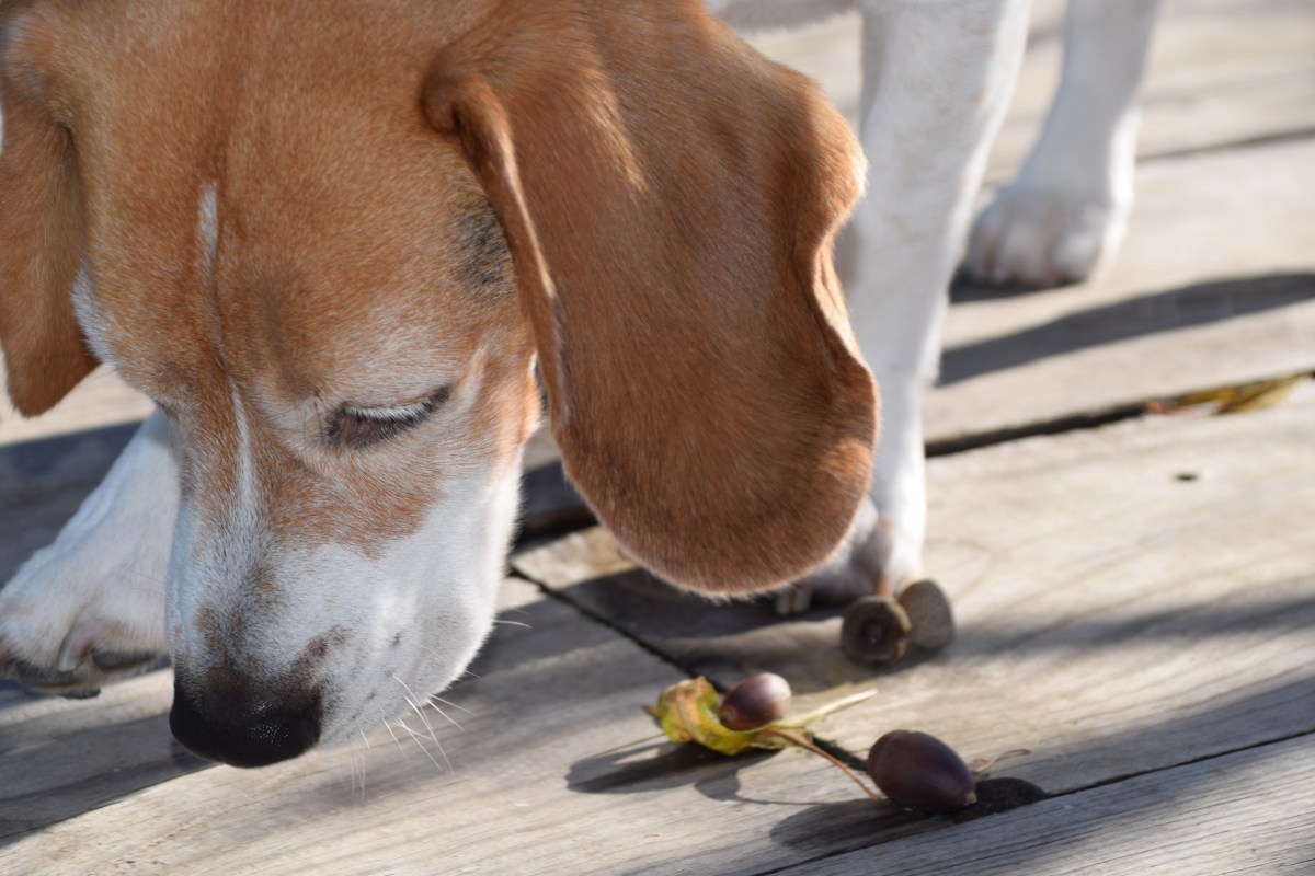 Hund mit Eicheln