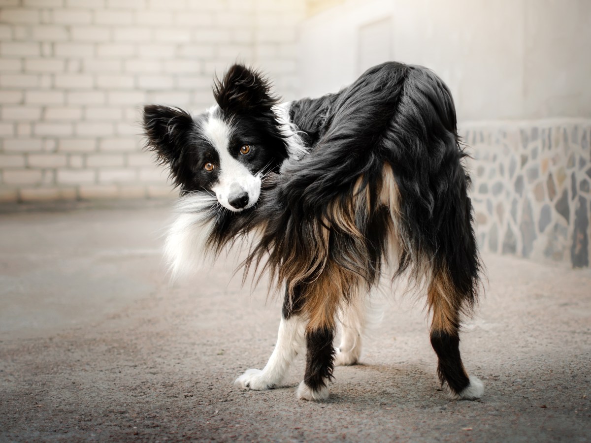 Hund jagt seinen Schwanz und beißt hinein