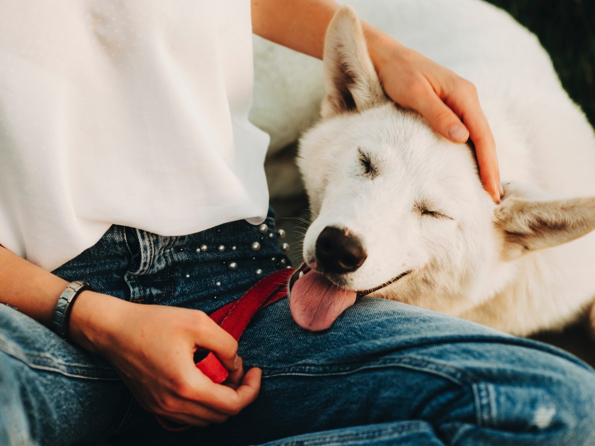 Hund: Das bedeutet es wirklich, wenn dein Hund dich im Schritt leckt