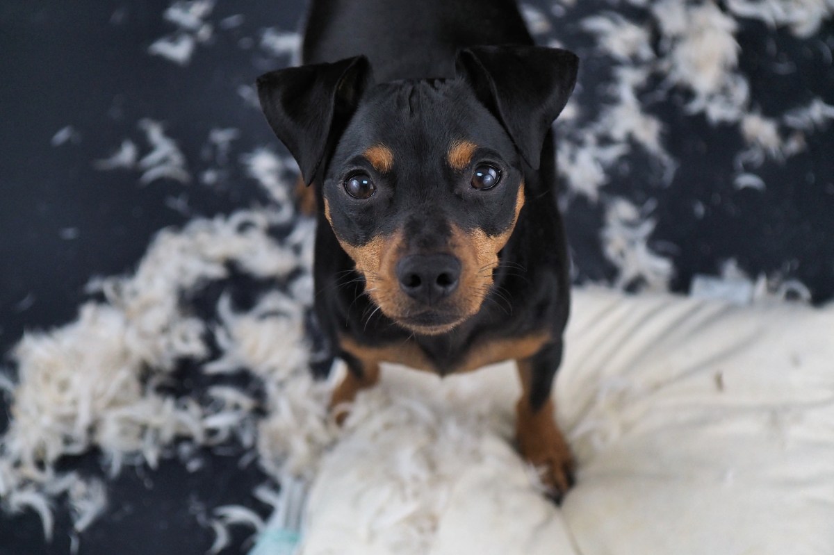 Hund unterfordert und zerfetzt Kissen