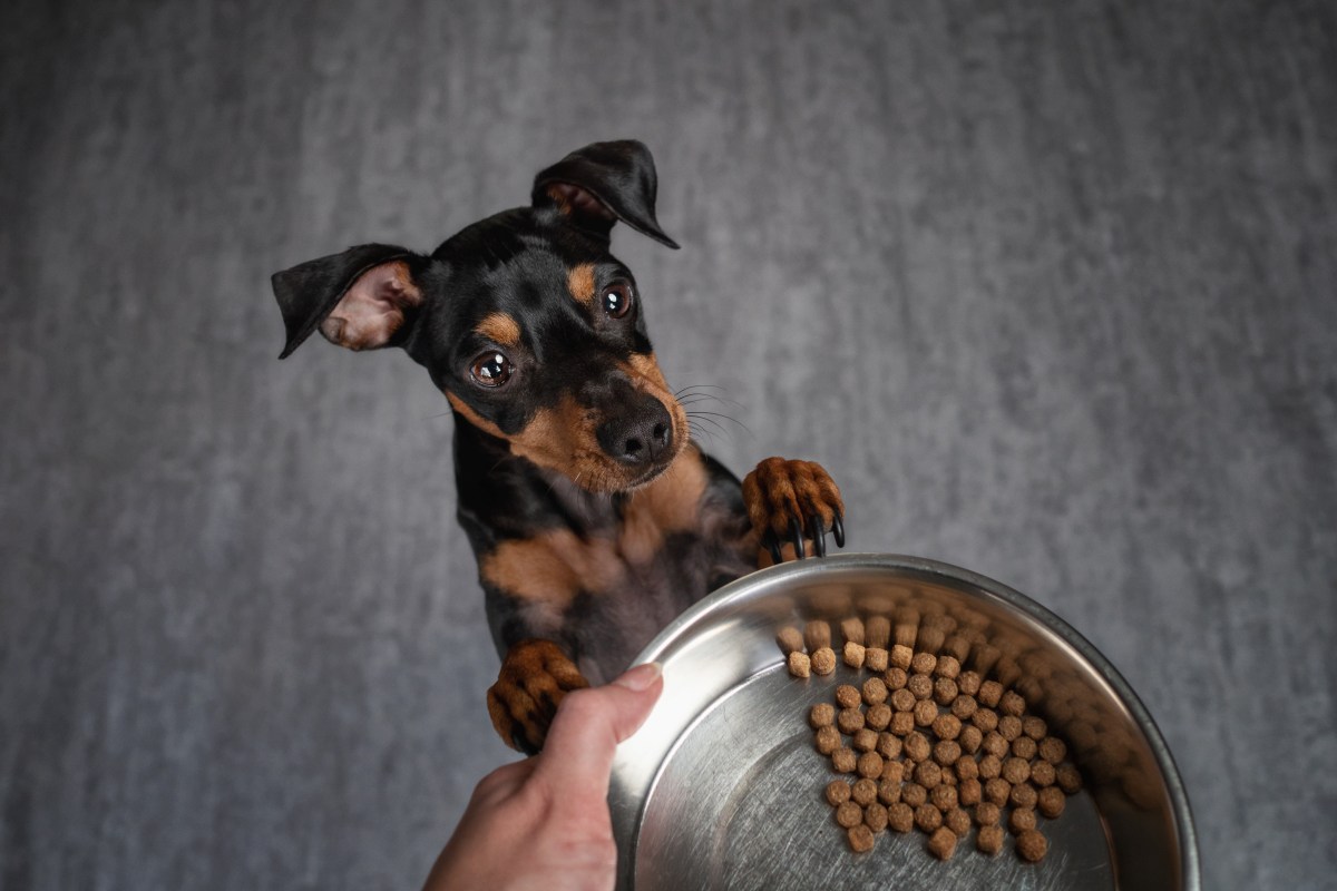 Hund steht vor Hundenapf Bakterien