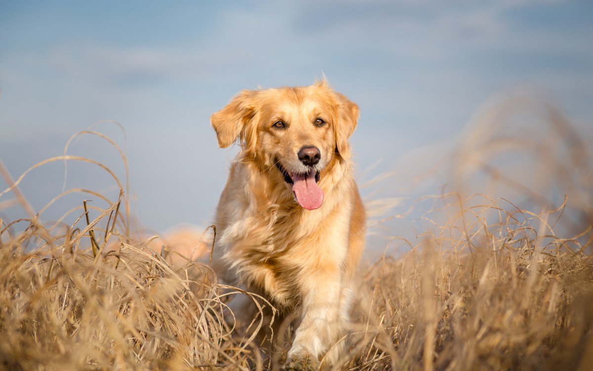 Hunde läuft auf einem Feld.