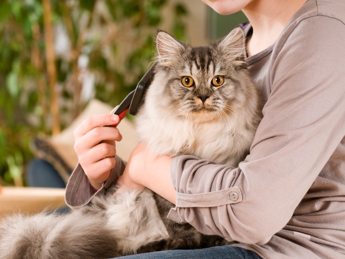 Frau bÃ¼rstet Katze auf dem Arm