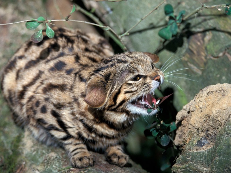 Schwarzfußkatze faucht