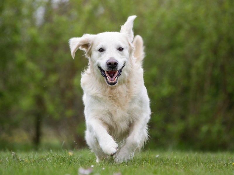 Überdrehter Hund rennt über die Wiese