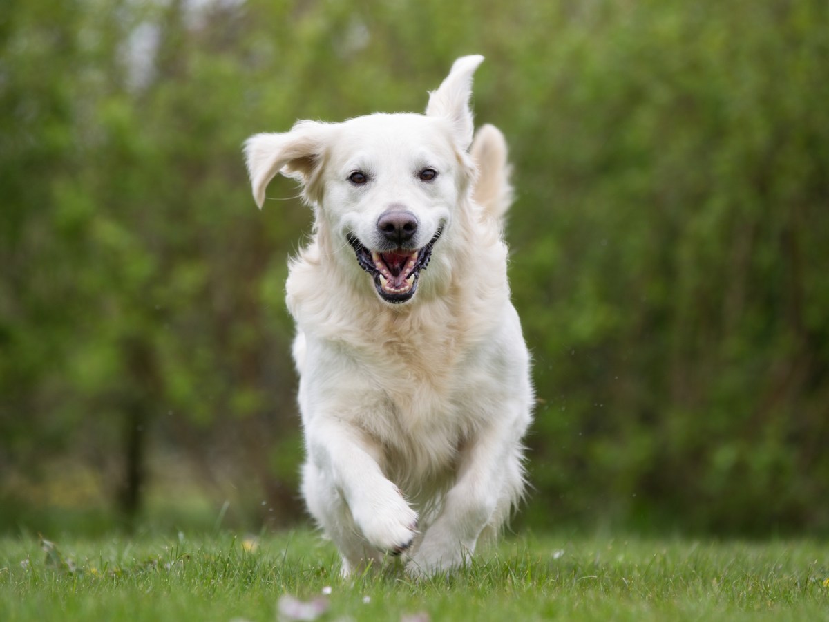 Überdrehter Hund rennt über die Wiese