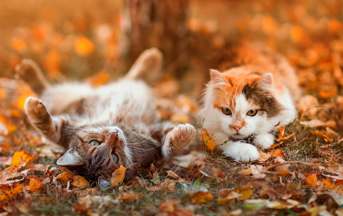 Herbst wann ist Fellwechsel Katzen im Laub