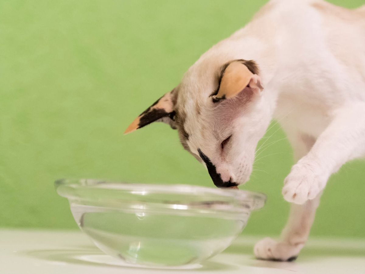 Katze: Wasser neben das Futter zu, stellen, ist für Katzen der blanke Horror