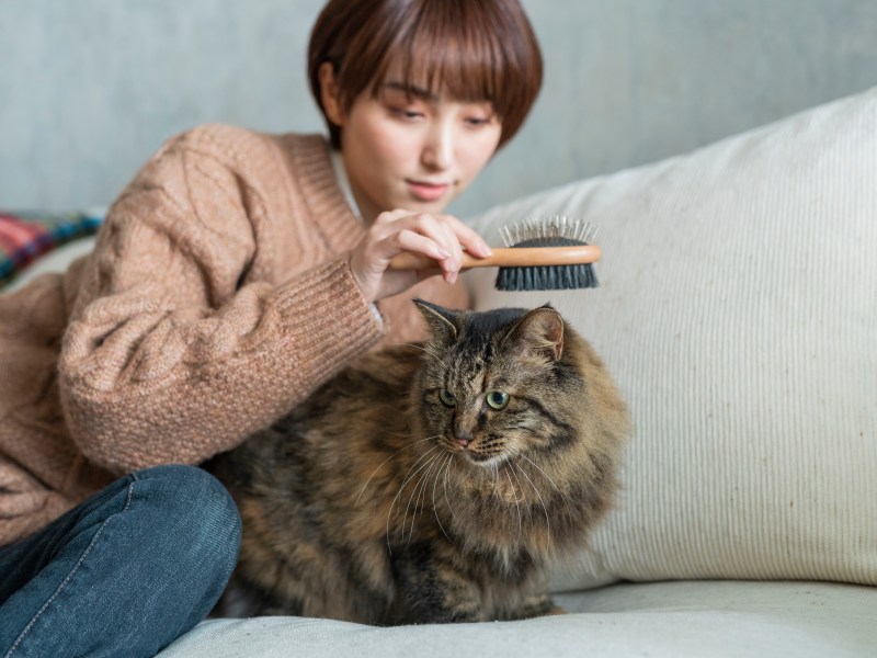 Wie oft Katze bürsten, Frau mit Katze auf dem Sofa