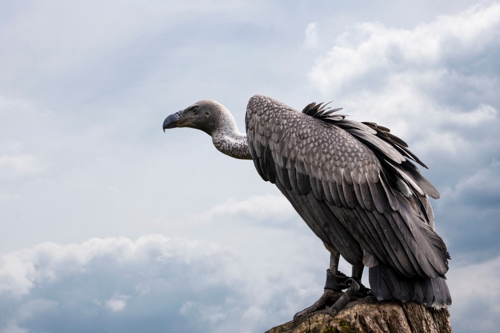 Persönlichkeitstest Tierbilder: Geier