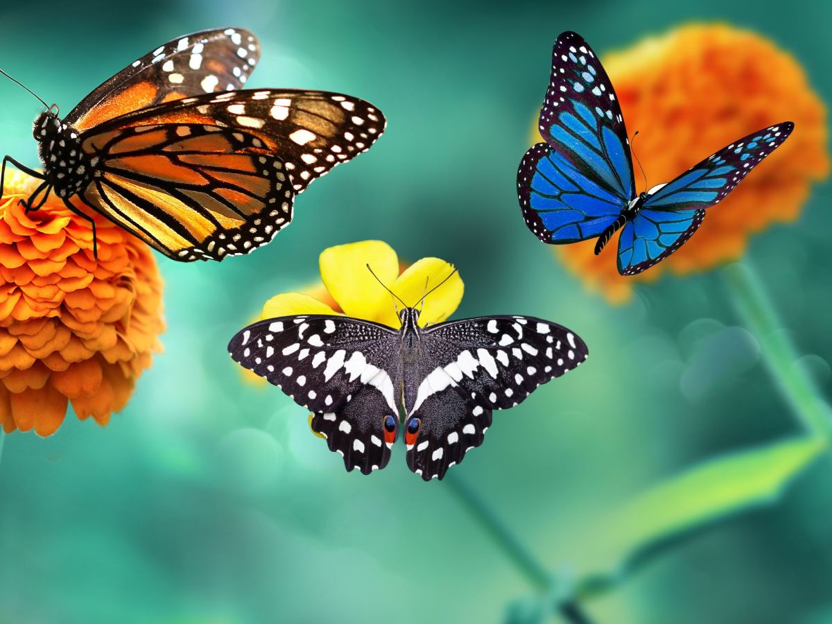 Persönlichkeitstest: Wähle einen Schmetterling! Erfahre, wie du denkst