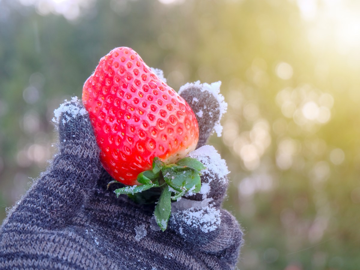 Erdbeeren überwintern: So bekommst du deine Erdbeeren durch die frostige Jahreszeit
