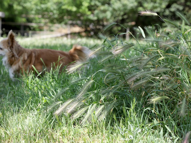 Hund im Feld