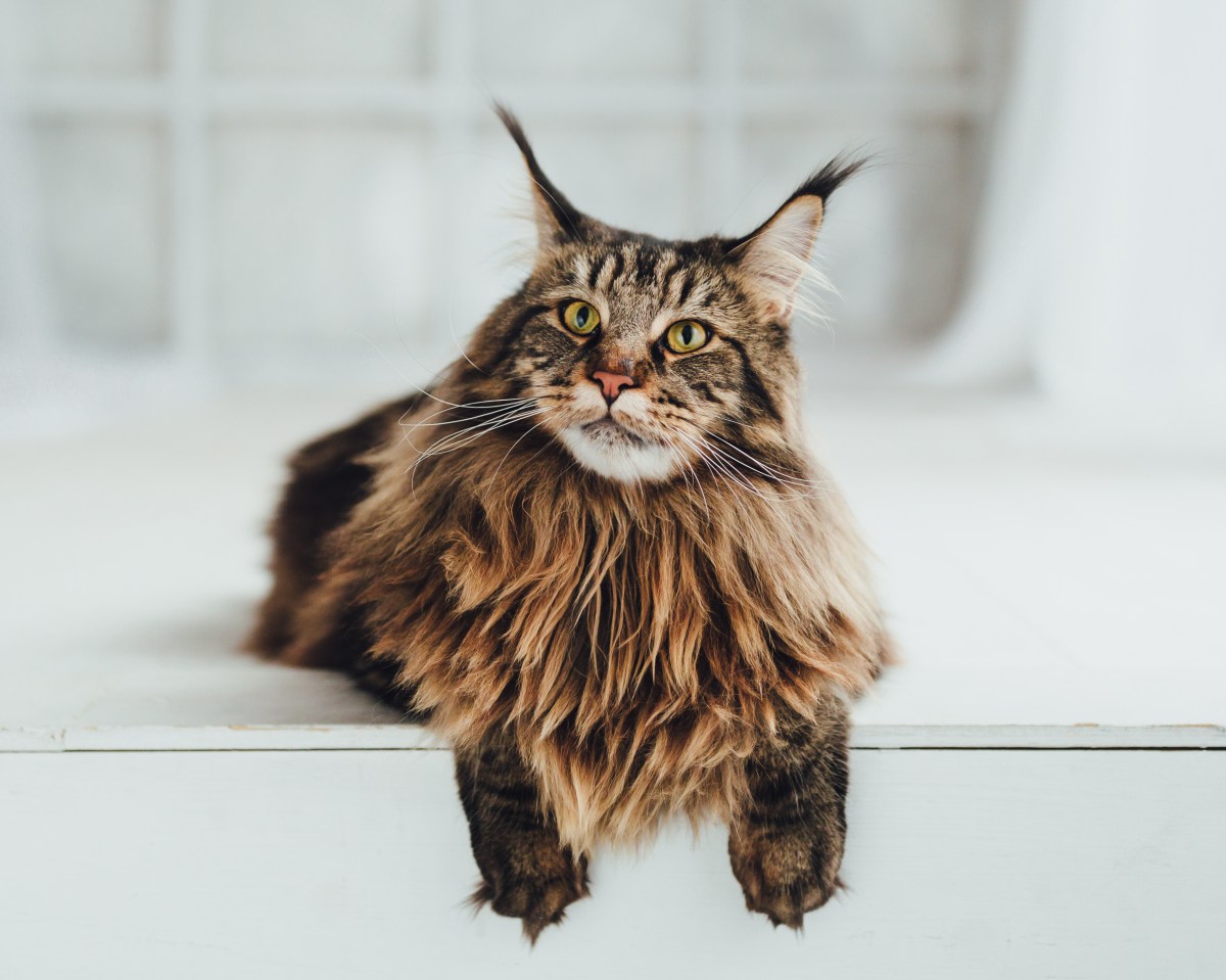 Große Katzenrasse Maine Coon