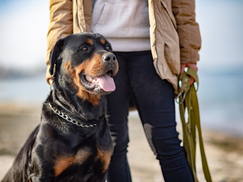 Hund neben Mensch