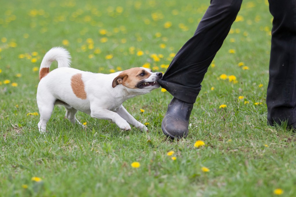 Hund beißt Mensch ins Hosenbein