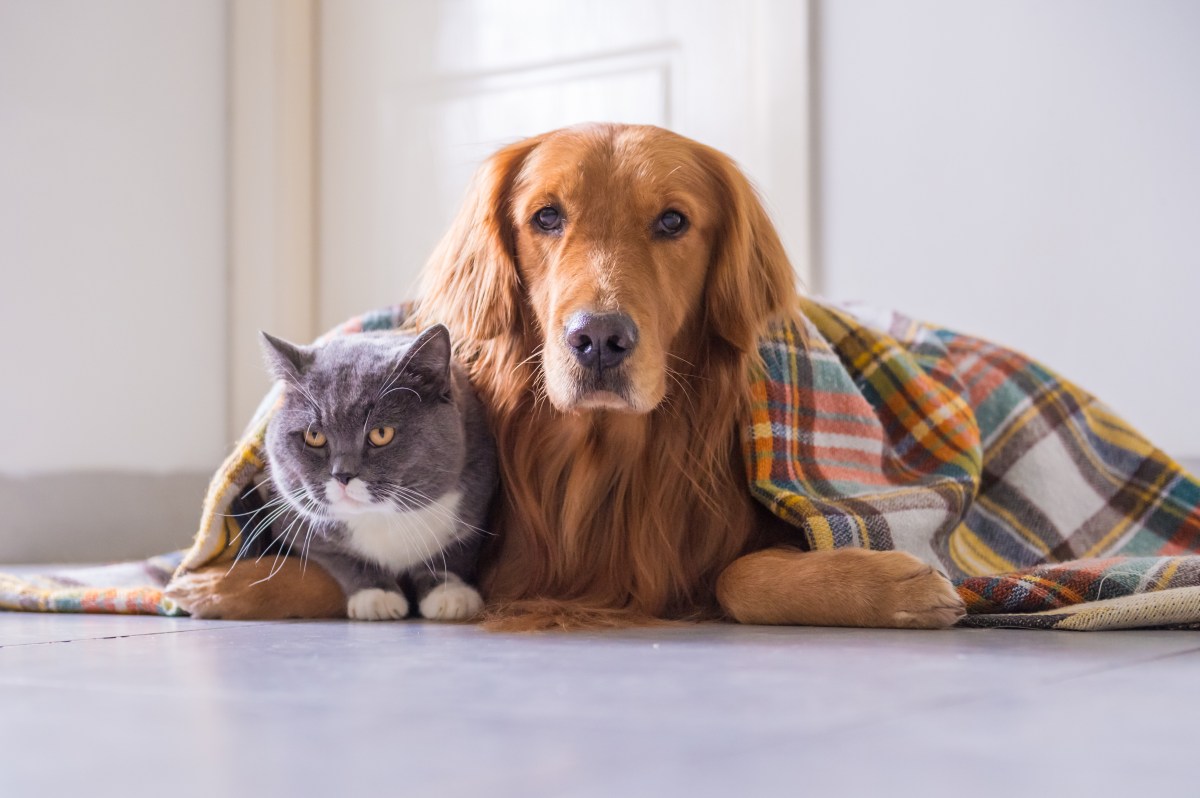 Hund und Katze unter einer Decke