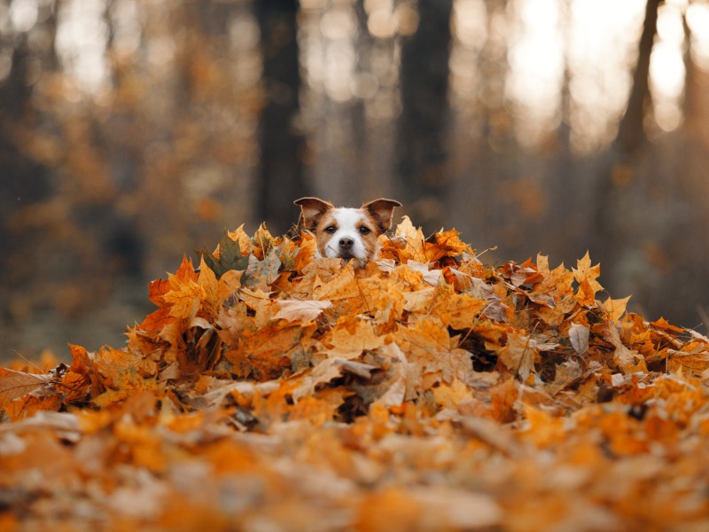 Hund im Laubhaufen