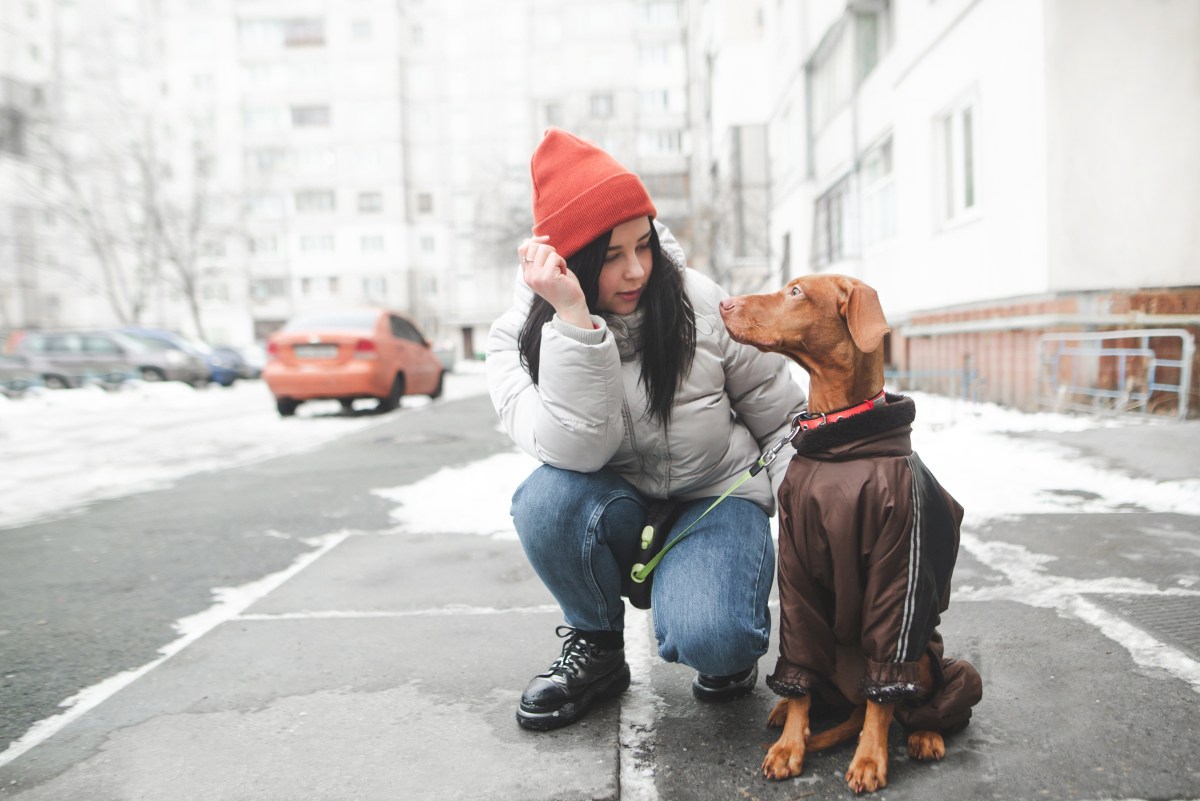 Hund auf Straße