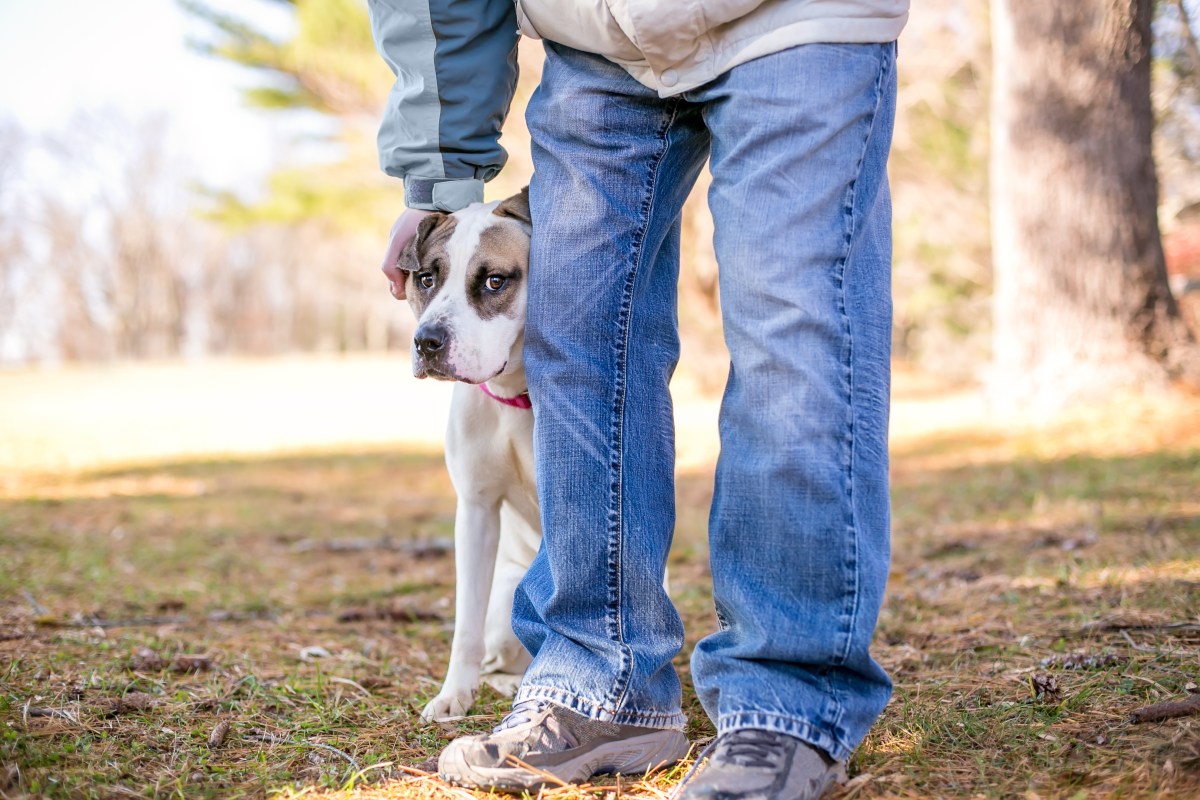 Hund versteckt sich hinter Beinen