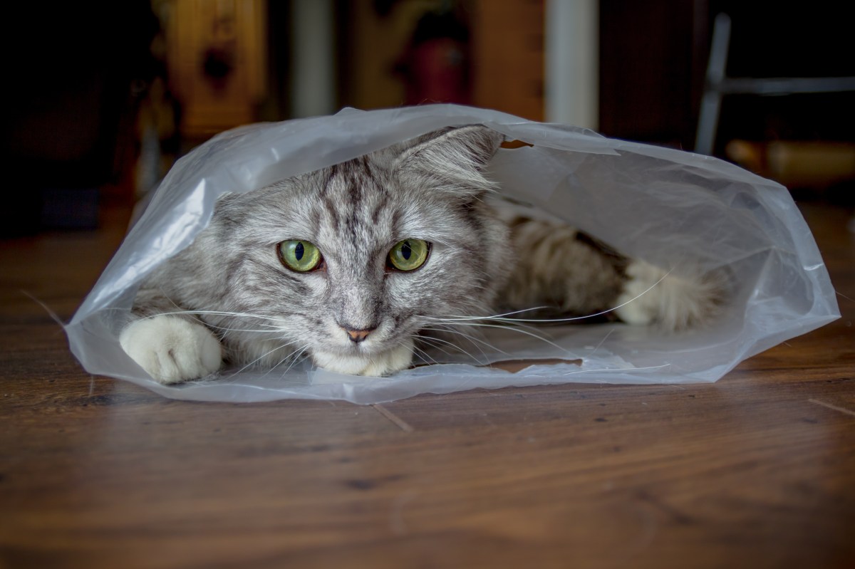 Katze hat an Plastik geleckt