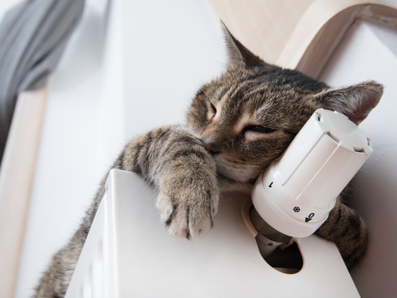 Katze liegt auf Heizung