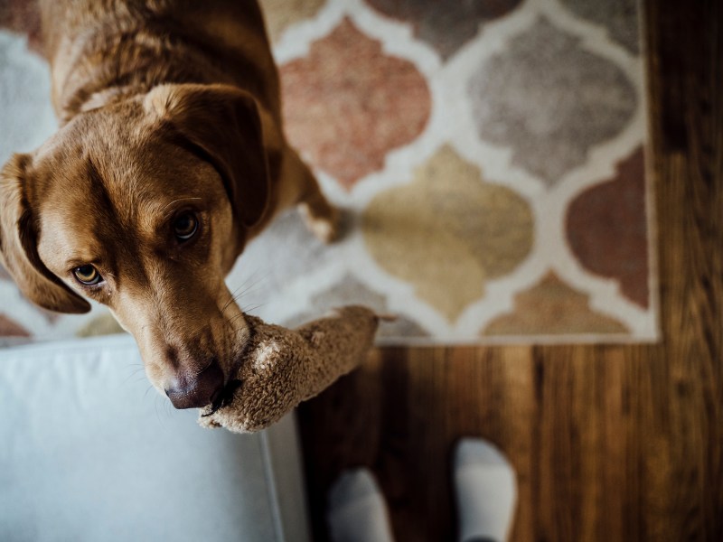 Hund mit Kuscheltier