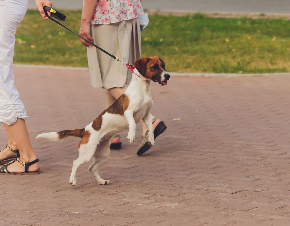 Leinenruck beim Hund